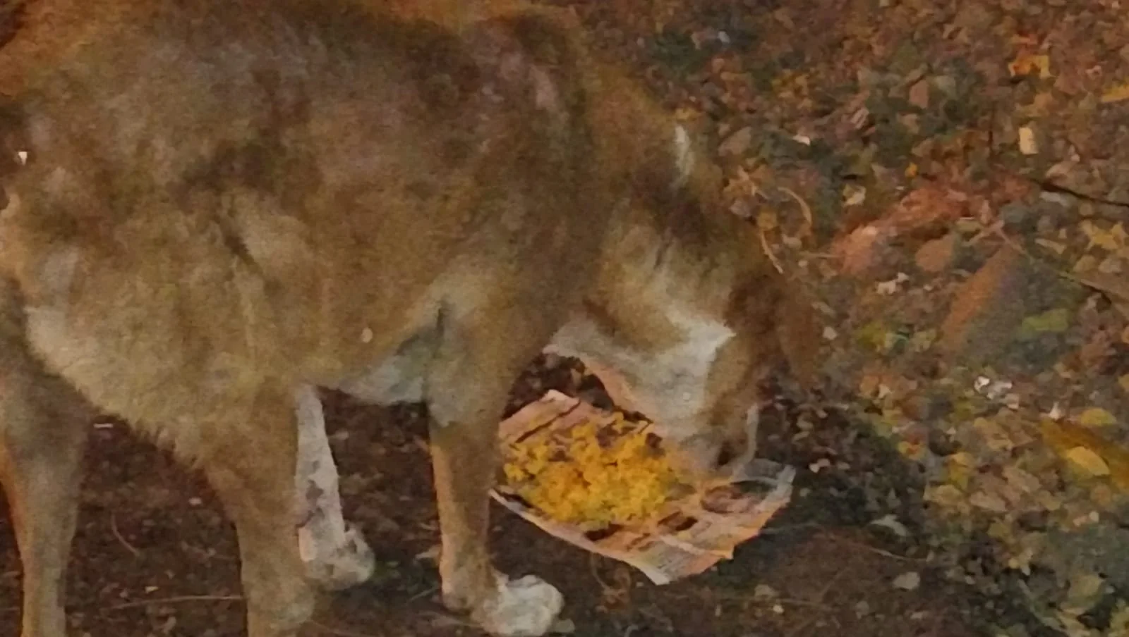 C.H.H.F's "Voice of Voiceless" Initiative: Nourishing Lives, Empowering Strays